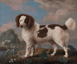Brown and White Norfolk or Water Spaniel, 1778.