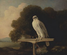 Greenland Falcon;Gyr Falcon, 1780.