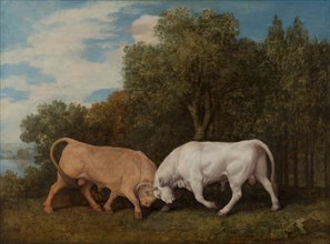 Bulls Fighting, 1786.