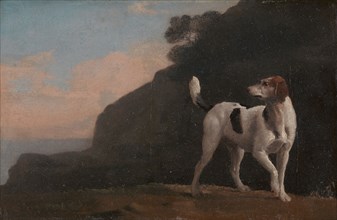 Foxhound;A Foxhound, ca. 1760.