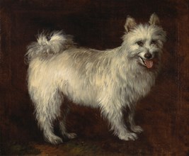 Spitz Dog;A Dog, ca. 1765.