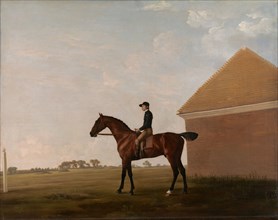 Turf, with Jockey up, at Newmarket;Portrait of 'Turf' with Jockey up, ca. 1766.