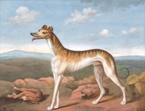 Greyhound: Facing Left, with a Dead Hare at His Feet, ca. 1805. after Philip Reinagle