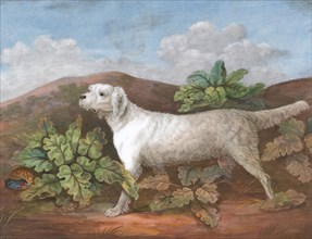 A Setter: Facing Left, with a Partridge Hiding among Burdocks on the Left, ca. 1805. after Philip Reinagle