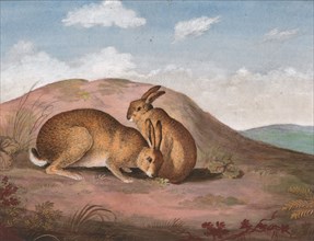 Two Hares: On a Hillside, ca. 1805. after Philip Reinagle