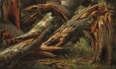 Fallen Tree, 1839/1845.