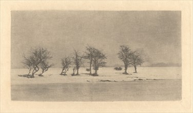 Gnarled-Thorn Trees, c. 1890, printed c. 1895.