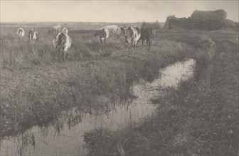 Cattle on the Marshes, 1886.