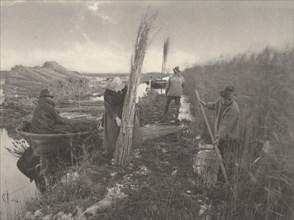 During the Reed-Harvest, 1886.