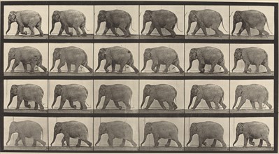 Plate Number 733. Elephant walking, 1887.