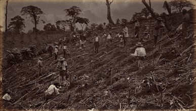 Setting out a Coffee Plantation at Antigua de Guatemala, 1875, published 1877.