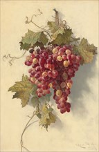 Grapes Against White Wall, 1883.