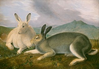 Arctic Hare, c. 1841.