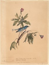 Blue Yellow Back Warbler, 1812.