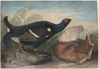 English Black Cocks, 1828.