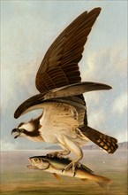 Osprey and Weakfish, 1829.