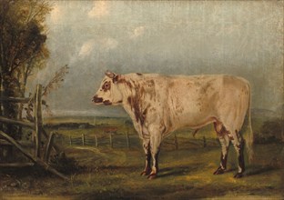 A Young Bull, c. 1849.