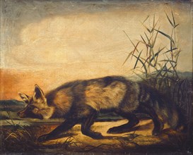 Long-Tailed Red Fox, 1848/1854.