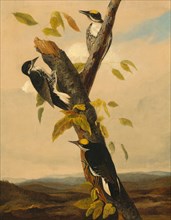 Black-Backed Three-Toed Woodpecker, 1831/1833.