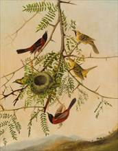 Orchard Oriole, 1830/1832.