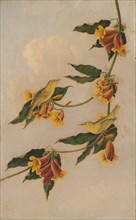 Yellow Warbler, 1830-1833.