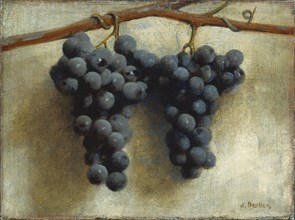 Grapes, c. 1890/1895.