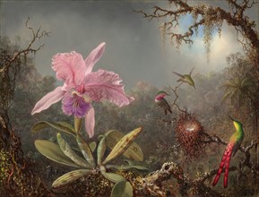 Cattleya Orchid and Three Hummingbirds, 1871.