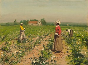 Picking Cotton, c. 1890.