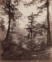 Cliff View, Through the Trees, c. 1895.