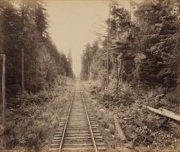 Hemlock Forest, c. 1895.