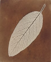 Leaf Study, 1839/1840.