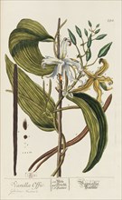 Herbarium Blackwellianum emendatum et auctum, 1754-1773. Private Collection.