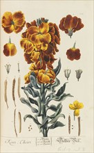 Herbarium Blackwellianum emendatum et auctum, 1754-1773. Private Collection.