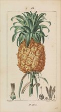 Ananas. Flore médicale, 1814-1820. Private Collection.