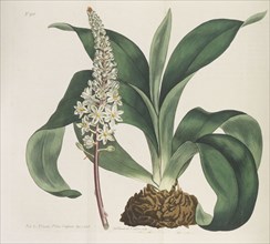 Botanical Magazine, 1787-1833. Private Collection.