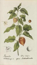 Sammlung von Schweizer Pflanzen , 1825-1846. Private Collection.