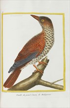 Histoire naturelle. Oiseaux. Planches enluminées, 1782. Private Collection.