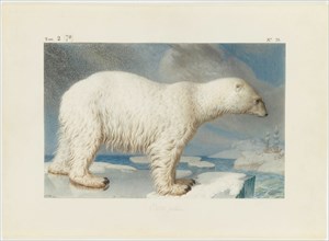 Polar bear, 1796. Private Collection.