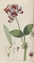 Flora rustica, 1792. Private Collection.