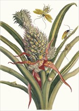Ananas. From the Book Metamorphosis insectorum Surinamensium, 1705. Private Collection.