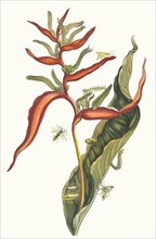 Ballia. From the Book Metamorphosis insectorum Surinamensium, 1705. Private Collection.
