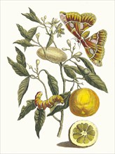 Lemon. From the Book Metamorphosis insectorum Surinamensium, 1705. Private Collection.