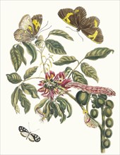 Coronilla Americana Arborescens. From the Book Metamorphosis insectorum Surinamensium, 1705. Private Collection.