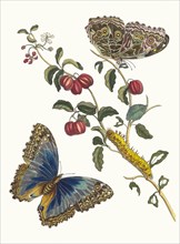 Cerises d'Amerique. From the Book Metamorphosis insectorum Surinamensium, 1705. Private Collection.