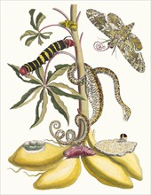 Cassave. From the Book Metamorphosis insectorum Surinamensium, 1705. Private Collection.