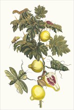Pomme de Sodome. From the Book Metamorphosis insectorum Surinamensium, 1705. Private Collection.