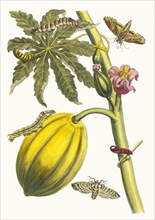 Papaya. From the Book Metamorphosis insectorum Surinamensium, 1705. Private Collection.