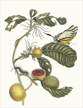 Marmelade doosjes Boom. From the Book Metamorphosis insectorum Surinamensium, 1705. Private Collection.