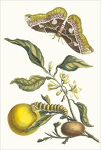 Oranger. From the Book Metamorphosis insectorum Surinamensium, 1705. Private Collection.
