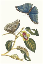 Neflier. From the Book Metamorphosis insectorum Surinamensium, 1705. Private Collection.